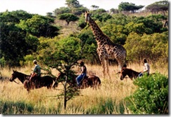 Африка: сафари на жарком континенте