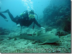 Экстремальный вид спорта - погружение к акулам...